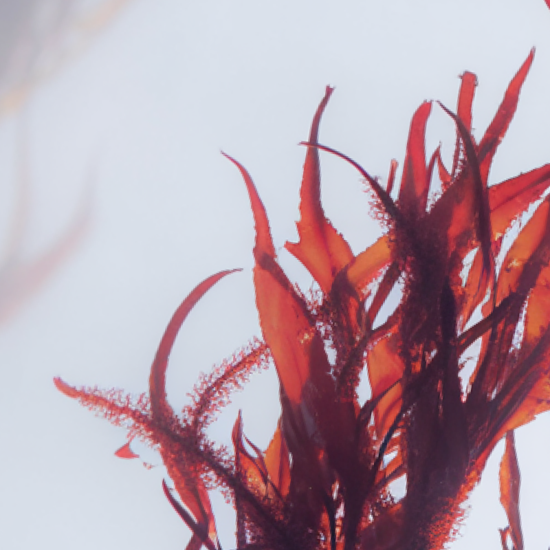 Why Gracilaria Red Algae Matters for Your Skin?